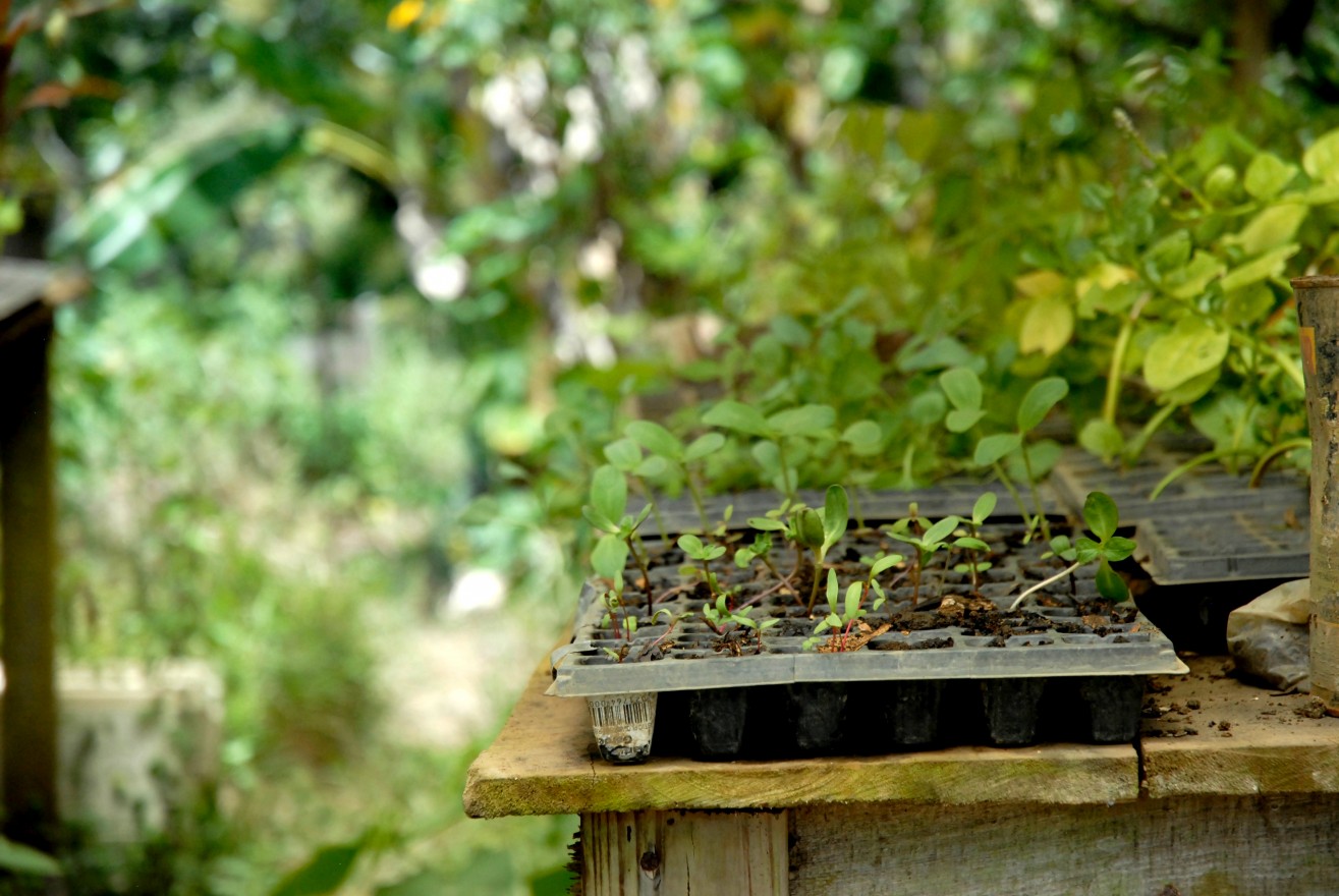 A wide variety of edible plants grow throughout Kalu Yala, especially within the expanding farm.